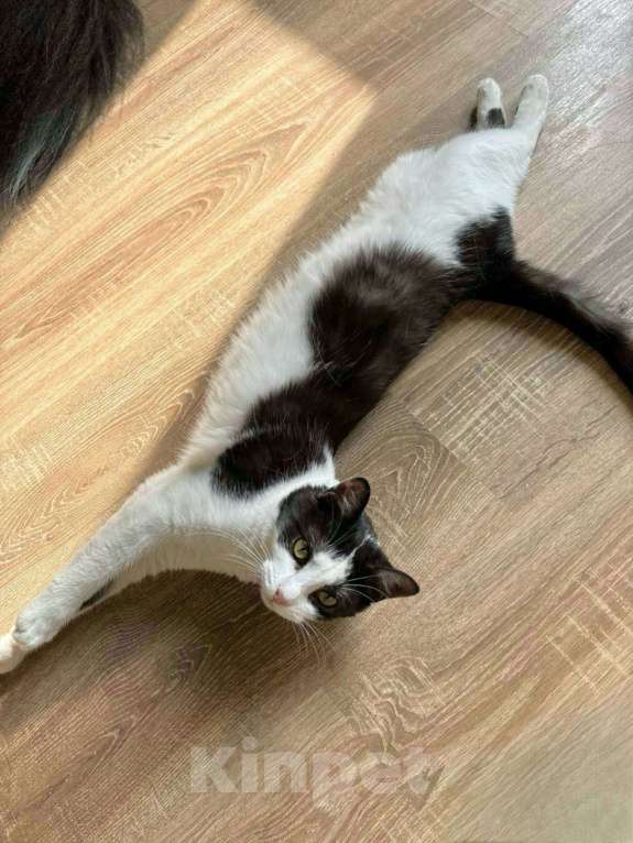 Кошки в Балашихе: Пастила Девочка, Бесплатно - фото 4