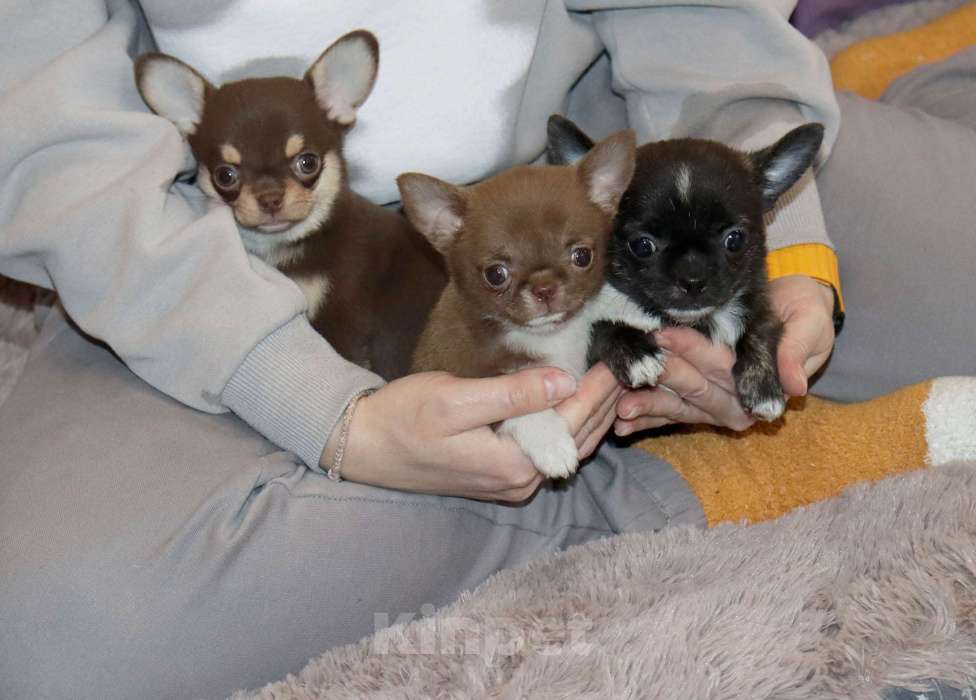 Собаки в Москве: Шоколадная чихуахуа Девочка, 150 000 руб. - фото 2
