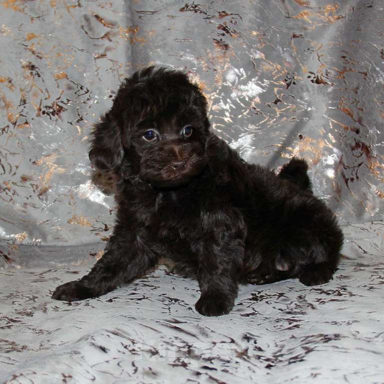 Собаки в Санкт-Петербурге: ❤️ Щенок той-пуделя девочка шоколадная. СПб Девочка, 80 000 руб. - фото 4
