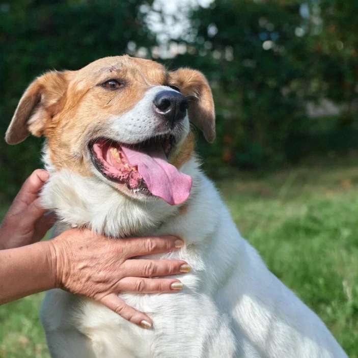 Собаки в Москве: Юта Девочка, Бесплатно - фото 3