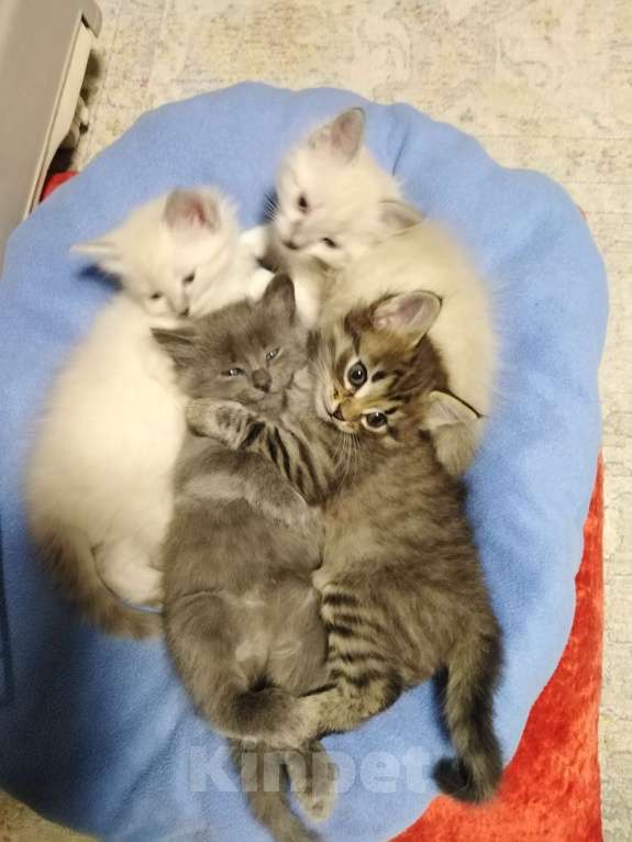 Кошки в Красноярске: Котята домашние Девочка, Бесплатно - фото 2