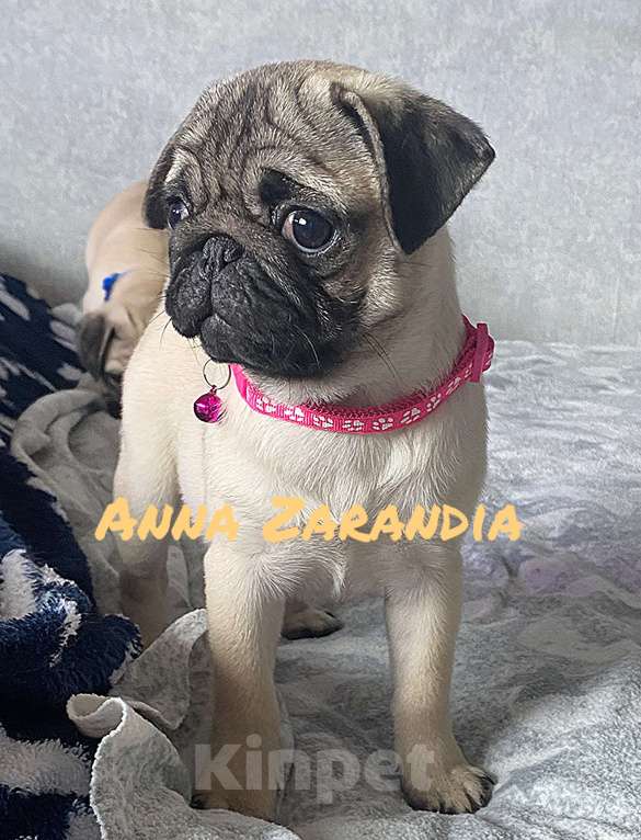 Собаки в Кропоткине: Щенки мопса Разнополые, Бесплатно - фото 7