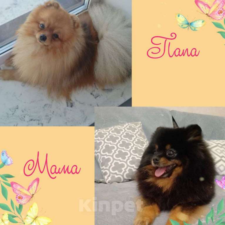 Собаки в Тюмени: Шпиц - мини (Сhanel black shining star ) Девочка, Бесплатно - фото 8