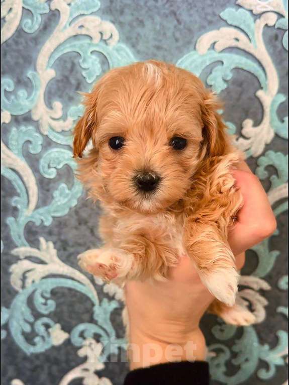 Собаки в Москве: мальтипу Мальчик, 110 000 руб. - фото 1