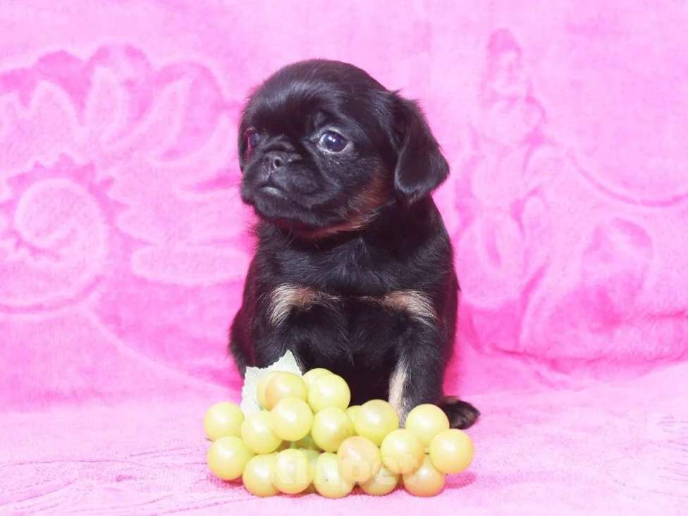 Собаки в Санкт-Петербурге: Маленький проказник Мальчик, 80 000 руб. - фото 4