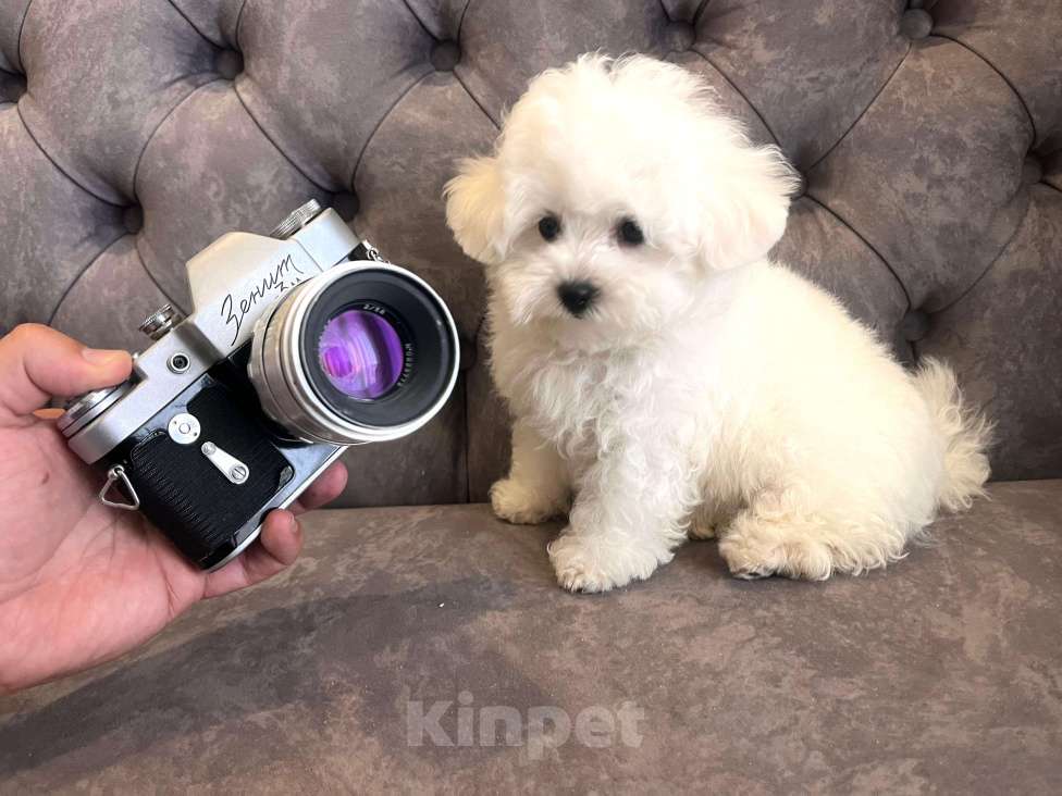 Собаки в Москве: Мини щенок Бишон-фризе Мальчик, 150 000 руб. - фото 4