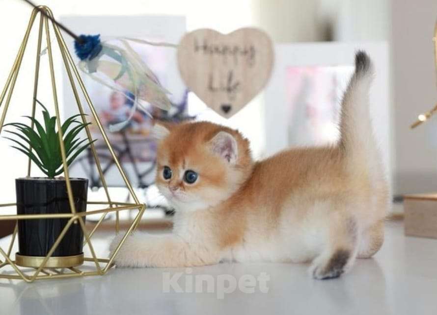 Кошки в Москве: Британские котята Мальчик, 35 000 руб. - фото 4