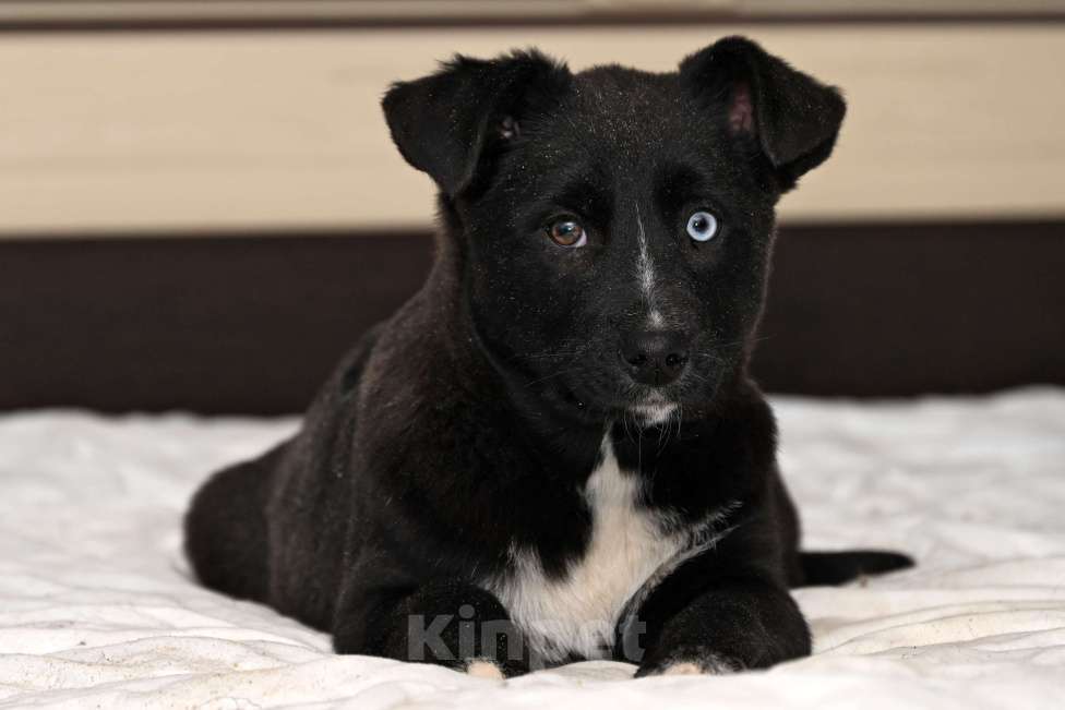 Собаки в других городах Московской области: Афри,  девочка 4 мес.  чудесный ребенок смотрящий на мир такими разными и добрыми глазами! Девочка, 1 000 руб. - фото 3