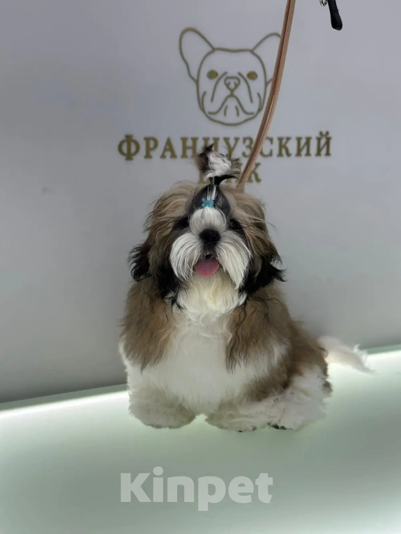 Собаки в других городах Московской области: Мальчик ши-тцу Арчи (Archibald Lion Heart ) Мальчик, 65 000 руб. - фото 1