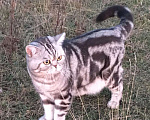 Кошки в Чебоксарах: Вязка, 3 000 руб. - фото 4