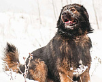 Собаки в Москве: Шикарный леонбергер Бруно в дар Мальчик, Бесплатно - фото 3