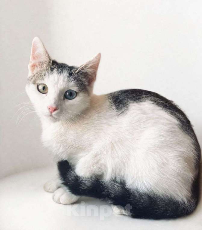 Кошки в Москве: Котенок Сапфирка ищет дом Девочка, Бесплатно - фото 1