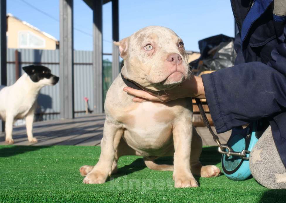 Собаки в Всеволожске: ММ ДРИАДА МЕРЛЕ Девочка, Бесплатно - фото 3