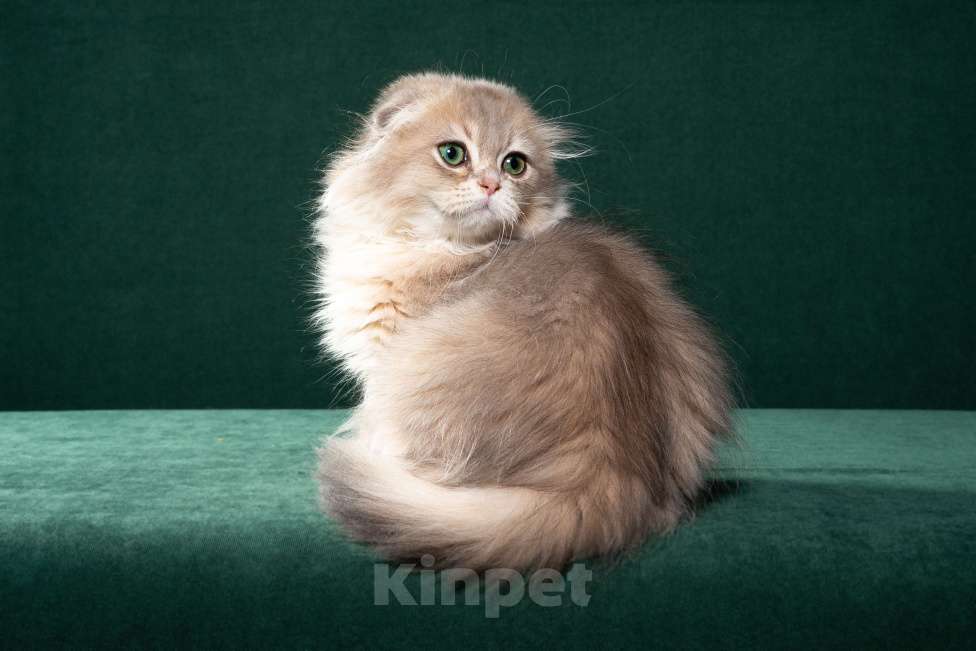 Кошки в Екатеринбурге: Очаровательный Хайленд Фолд Мальчик, 50 000 руб. - фото 1