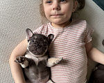 Собаки в Москве: Французский бульдог , шоколадные девченки Девочка, 40 000 руб. - фото 3