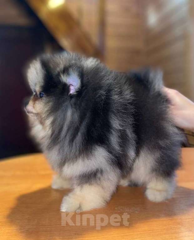 Собаки в Екатеринбурге: Малыш шпица Мальчик, 50 000 руб. - фото 4