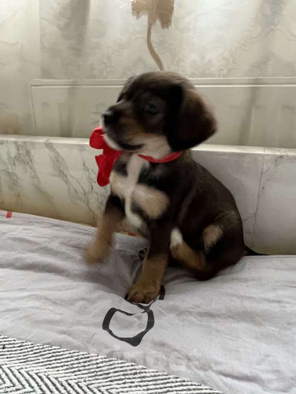 Собаки в Краснодаре: Щенок эстонская гончая  Девочка, 3 000 руб. - фото 1