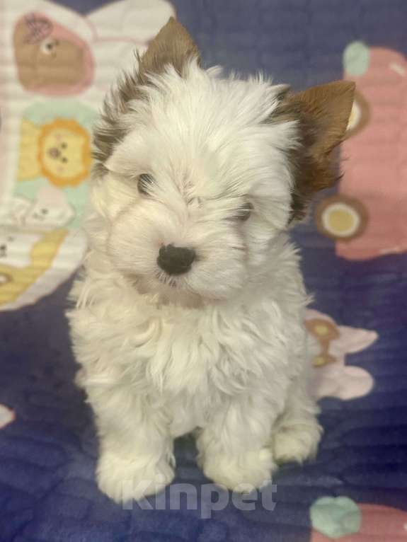 Собаки в Москве: Бивер Йорк мальчик Мальчик, 40 000 руб. - фото 2