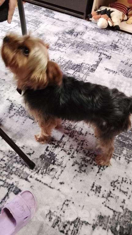 Собаки в Ижевске: йоркширский терьер мальчик 3 месяца Мальчик, 20 000 руб. - фото 4