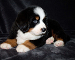 Собаки в других городах Московской области: Бернский зенненхунд Девочка, 50 000 руб. - фото 6