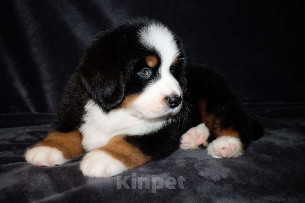 Собаки в других городах Московской области: Бернский зенненхунд Девочка, 50 000 руб. - фото 6