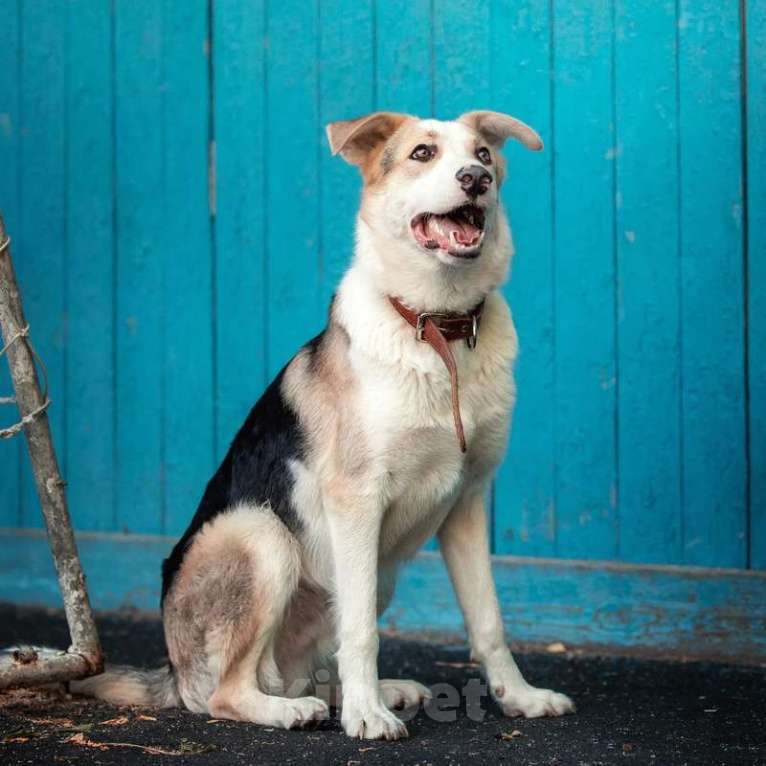 Собаки в Москве: Молодой бордер-колли в добрые руки Мальчик, 1 руб. - фото 4