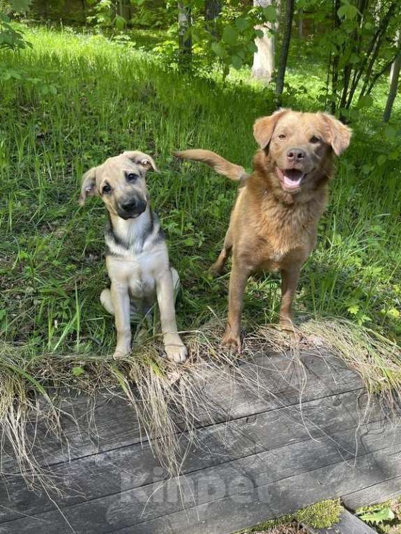 Собаки в Москве: Бордер-колли Ася в добрые руки Девочка, 1 руб. - фото 3