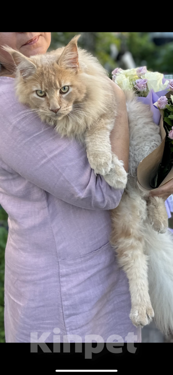 Кошки в Санкт-Петербурге: Вязка мейн кун Мальчик, 5 000 руб. - фото 3