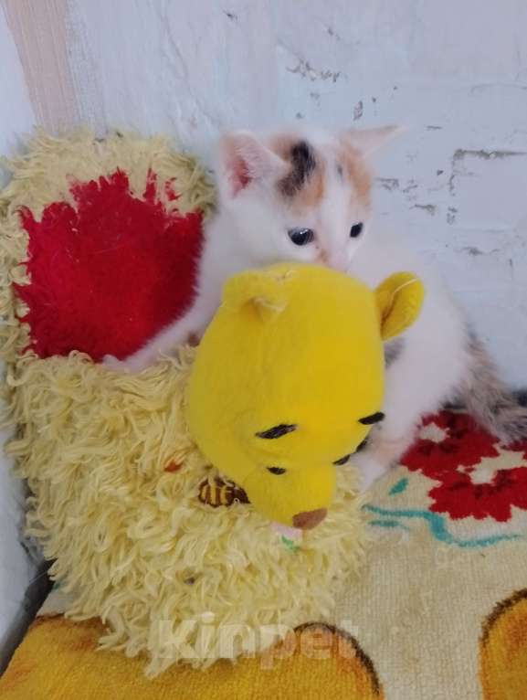 Кошки в Иркутске: Отдам в добрые руки котенка Софи Девочка, Бесплатно - фото 1