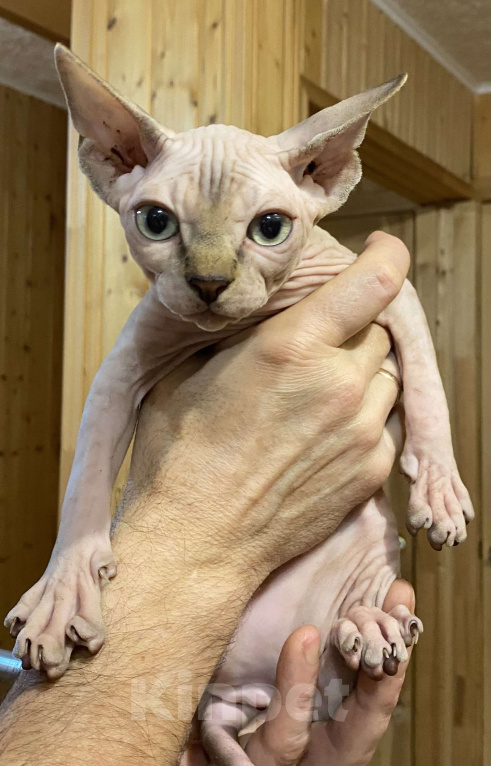 Кошки в Москве: Топовая девочка канадского сфинкса  Девочка, 45 000 руб. - фото 3