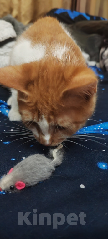 Кошки в Воронеже: Котёнок в добрые руки Мальчик, Бесплатно - фото 1