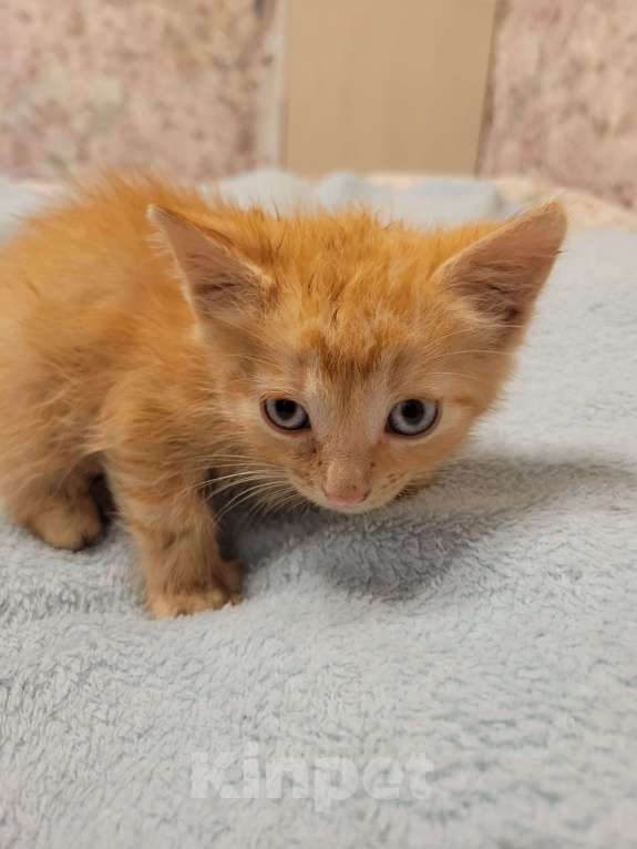 Кошки в Балашихе: Кошечка полностью рыженькая Девочка, 1 руб. - фото 3