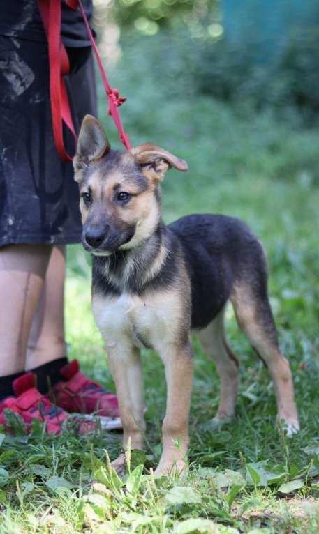 Собаки в Подольске: Ромашке очень нужен дом  Девочка, Бесплатно - фото 6