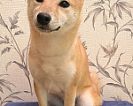 Собаки в Казани: Подрощенный  щенок Сиба Ину  Девочка, 30 000 руб. - фото 2
