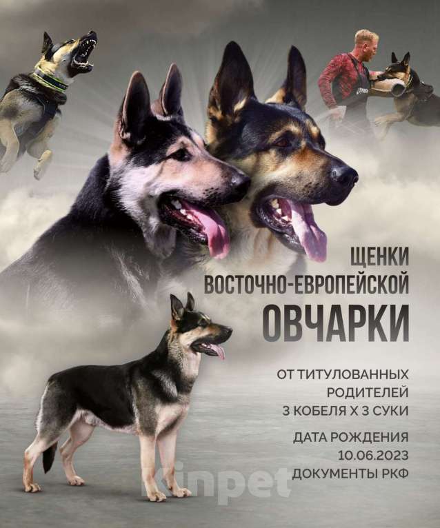 Собаки в Челябинске: щенок восточно европейской овчарки Девочка, Бесплатно - фото 1
