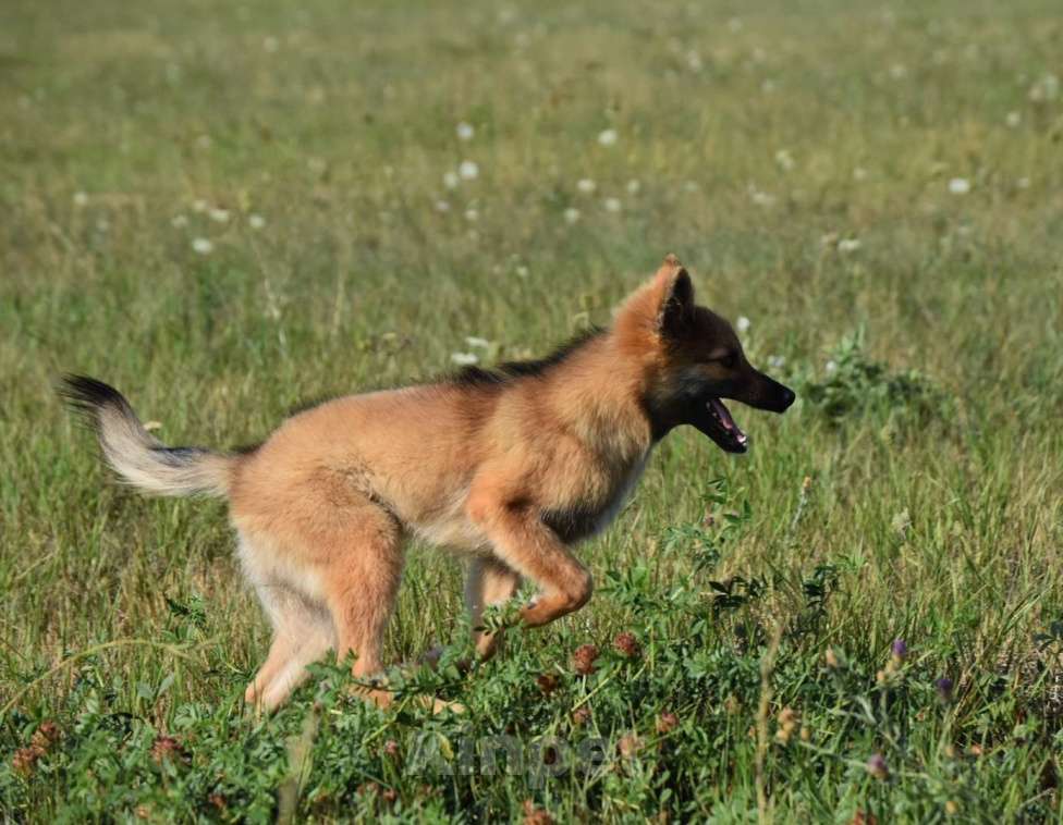 Собаки в Москве: Ненецкая оленегонная лайка. Кобель Ясно-Солнышко. Мальчик, 50 000 руб. - фото 5