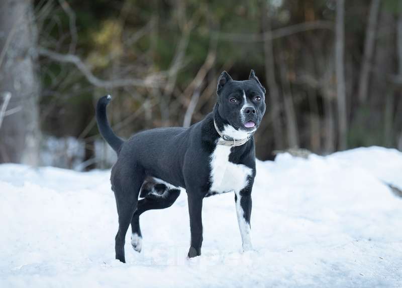 Собаки в Москве: Питбуль Пит в добрые руки Мальчик, Бесплатно - фото 7