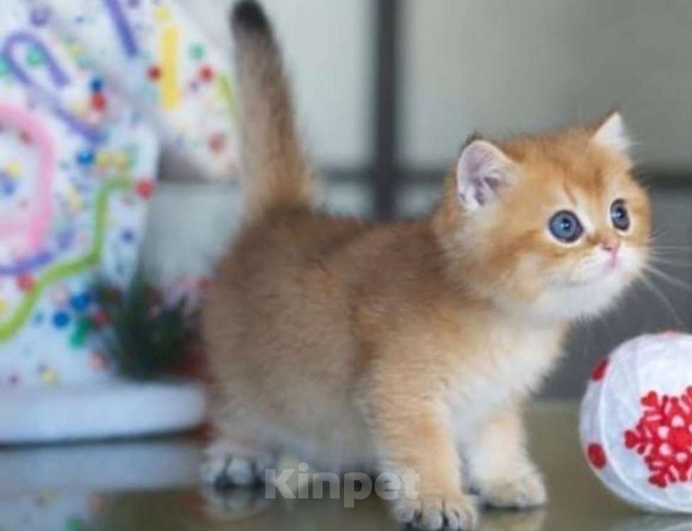 Кошки в Москве: Британские котята Мальчик, 35 000 руб. - фото 7