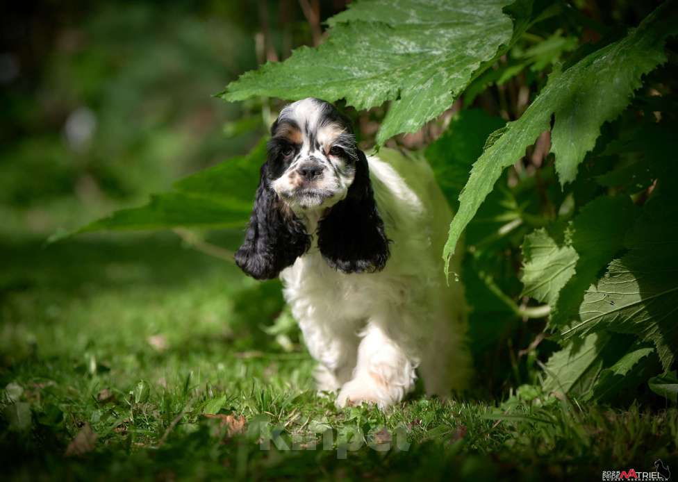 Собаки в Москве: Американский кокер-спаниель: будущий чемпион, отличные данные  Мальчик, 120 000 руб. - фото 5