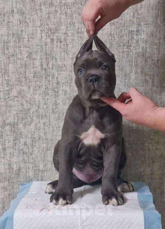 Собаки в других городах Краснодарского края: Щенки Кане Корса  Мальчик, 70 000 руб. - фото 2