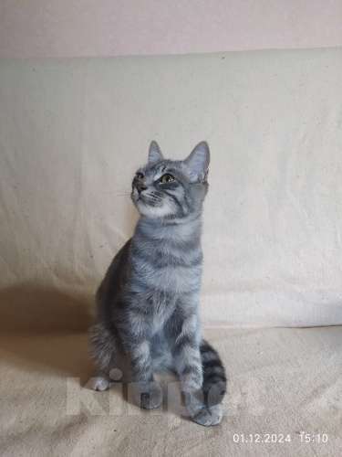 Кошки в Севастополе: Серебристый мальчик Мальчик, 100 руб. - фото 3