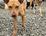 Собаки в Москве: Питбультерьер Лордик Мальчик, Бесплатно - фото 5
