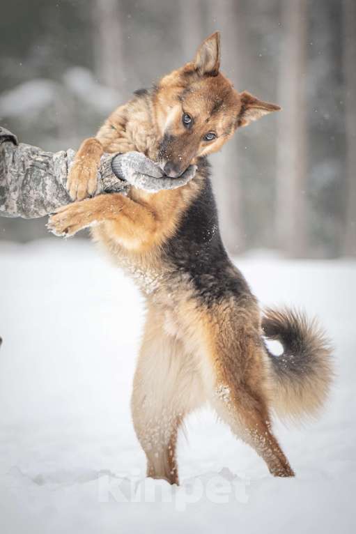 Собаки в Клине: Фундук — ласковый добряк, который ищет свою семью Мальчик, Бесплатно - фото 8