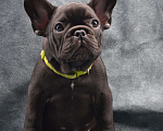 Собаки в Череповце: Мальчик французского бульдога Мальчик, 45 000 руб. - фото 3