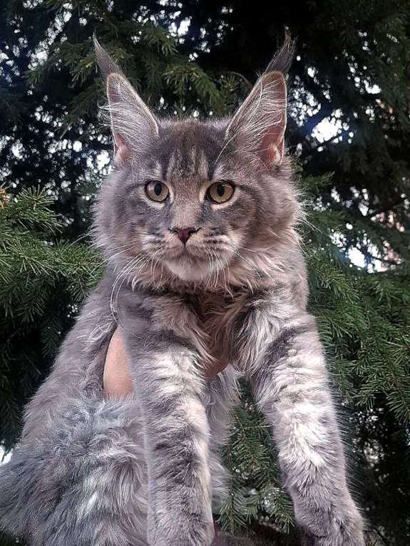 Кошки в Красноярске: Шикарная Анабель Девочка, 20 000 руб. - фото 2