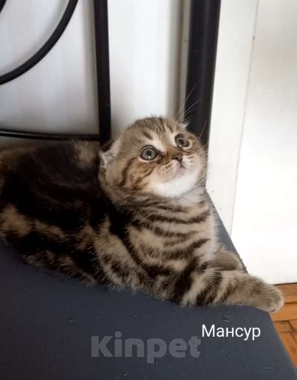 Кошки в Москве: Шотландский котёнок Мальчик, 15 000 руб. - фото 6