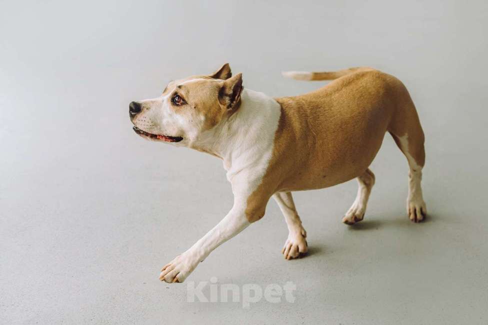 Собаки в Москве: Совершенно очаровательная стаффочка по имени Сара ищет дом Девочка, 1 руб. - фото 3