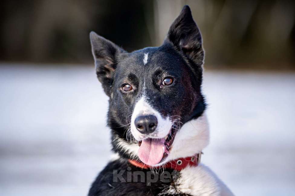 Собаки в Клине: Джоли — звёздная собачка Девочка, Бесплатно - фото 1