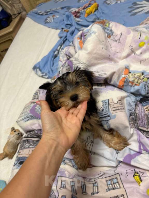 Собаки в Краснодаре: Мальчик Мальчик, 13 000 руб. - фото 1