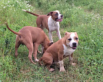Собаки в Краснодаре: Предлагаем щенков Американского стаффордширского терьера Девочка, 30 000 руб. - фото 2